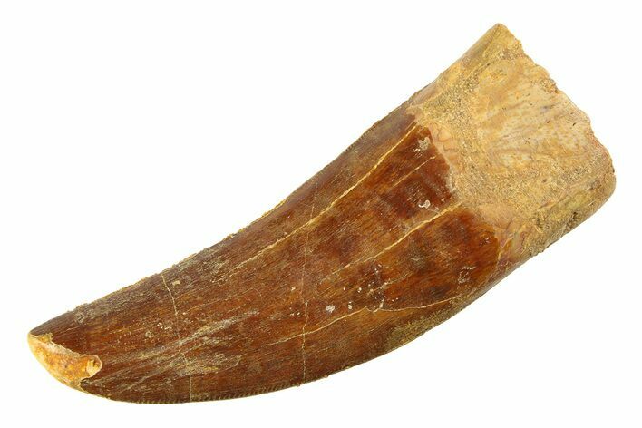 Serrated, Carcharodontosaurus Tooth - Feeding Worn Tip #351686